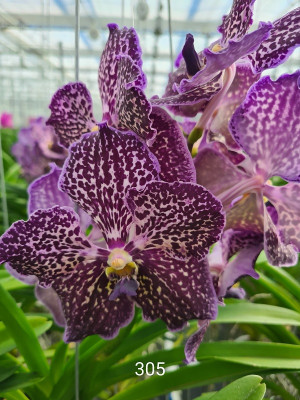 Vanda Exotic Purple (in Knospe/Blüte)