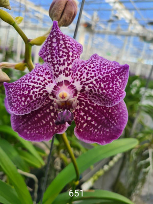 Vanda French Rose Spots (in Knospe Blüte)