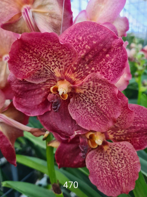 Vanda Frozen Margaritha