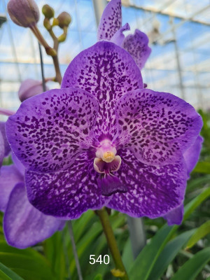 Vanda Lavender Sprinkles (in Knospe Blüte)