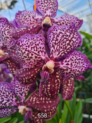 Vanda Magenta Glamour (in Knospe/Blüte)