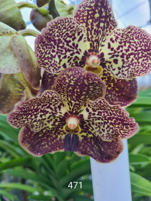 Vanda Ocelot Sangria (in Knospe Blüte)