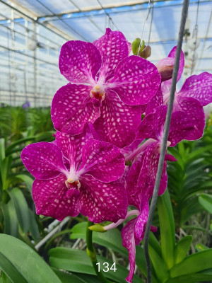 Vanda Pakchong Pink (in Knospe Blüte)