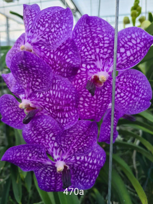 Vanda Purple Sensation (in Blüte/Knospe)