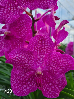 Vanda Rosy Sunset (in Knospe / Blüte)