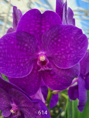 Vanda Shiny Blue (in Blüte/Knospe)