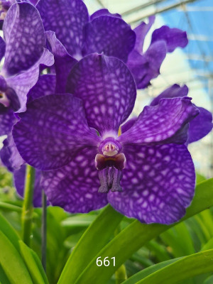 Vanda Sonia Blue (in Knospe/Blüte)