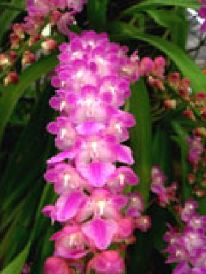 Aerides rosea