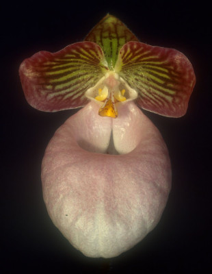 Paphiopedilum micranthum