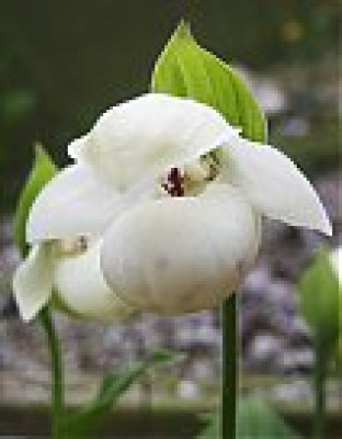 Cypripedium flavum 'alba'