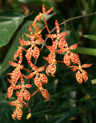 Renanthera monachica (Jgpfl.)