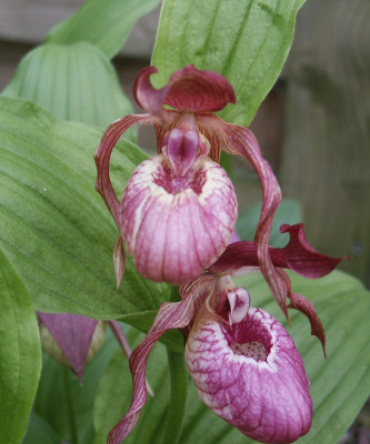 Cypripedium macranthos (abgeblüht / pflanzbereit)