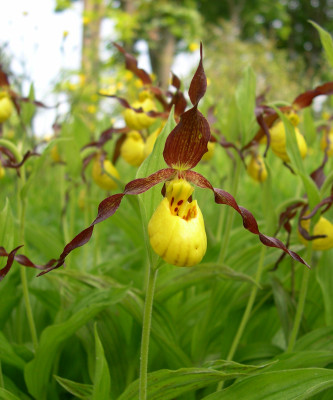 Cypripedium parviflorum (mit neuem Austrieb)