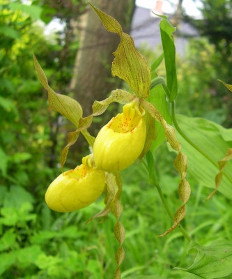 Cypripedium pubescens (abgeblüht / pflanzbereit)