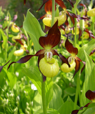 Cypripedium calceolus (mit neuem Austrieb)