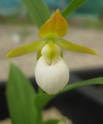 Cypripedium californicum (abgeblüht / pflanzbereit)