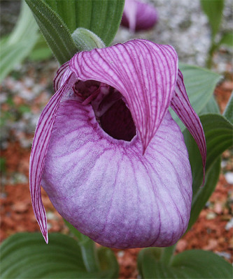 Cypripedium franchettii