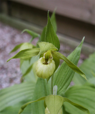 Cypripedium henryi (abgeblüht / pflanzbereit)