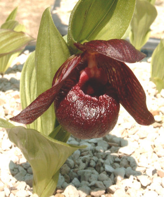 Cypripedium smithii