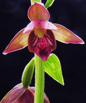 Epipactis royleana (abgeblüht / pflanzbereit)