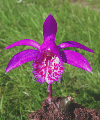 Pleione Tongariro (abgeblüht / pflanzbereit)