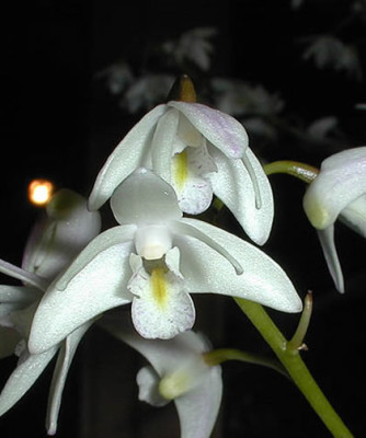 Dendrobium delicatum