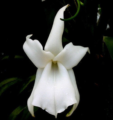 Angraecum magdalenae