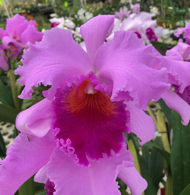 Laeliocattleya Irene Finney x Ovation