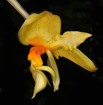 Stanhopea graveolens