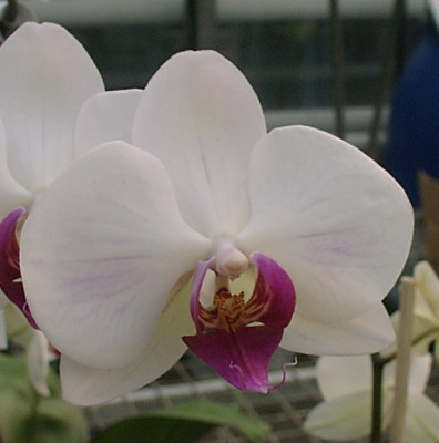 Phalaenopsis Christa Wichmann (3-4 Rispen)