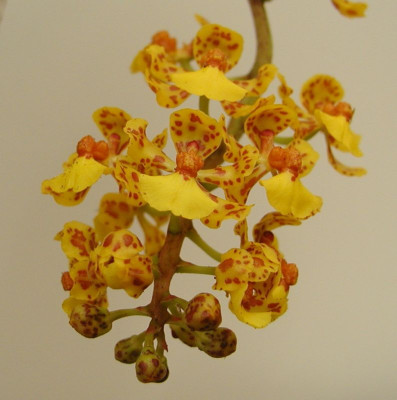 Oncidium nanum