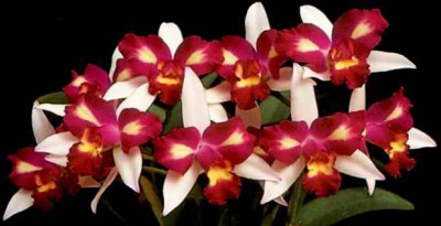 Brassolaeliocattleya Hwa Yuan Beauty 'Pearl'