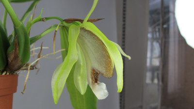 Coelogyne speciosa