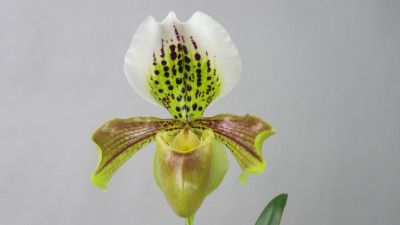 Paphiopedilum Winston Churchil x gratrixianum