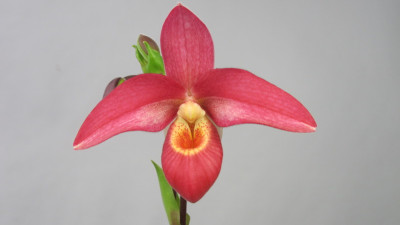 Phragmipedium Andean Fire