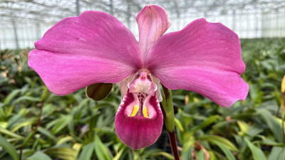 Phragmipedium kovachii (fast blühstark)