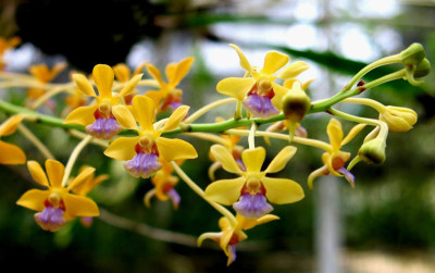 Vanda testacea