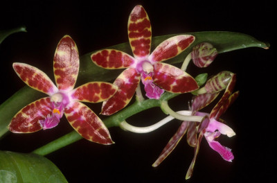 Phalaenopsis bastianii (Jgpfl.) -frisch getopft-