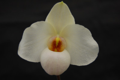 Paphiopedilum Armeni White