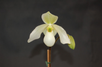 Paphiopedilum Deperle (Jgpfl.)