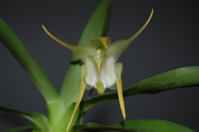 Aeranthes grandiflora