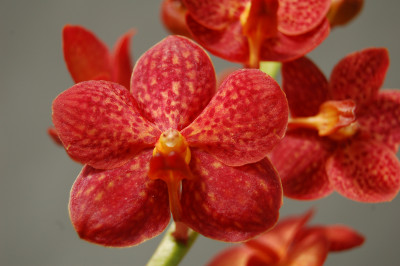 Ascocenda Orange Freckles