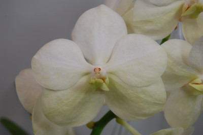 Ascocenda Princess Mikasa 'White' (in Blüte / Knospe)