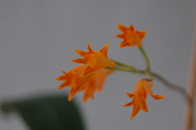 Bifrenaria aureo-fulva