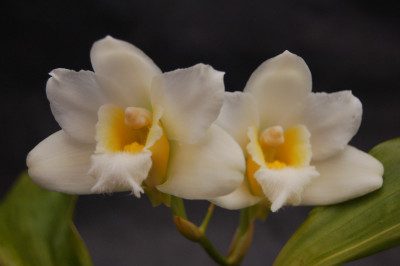 Bifrenaria harrisoniae 'alba'