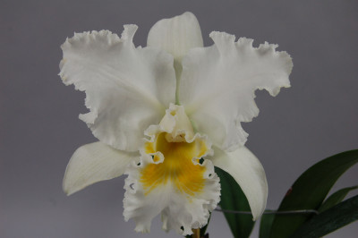 Cattleya Bob Bets x Karl Hausermann