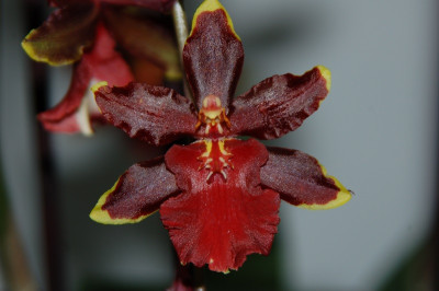 Colmanara Wildcat 'Cathy' (Jgpfl.)