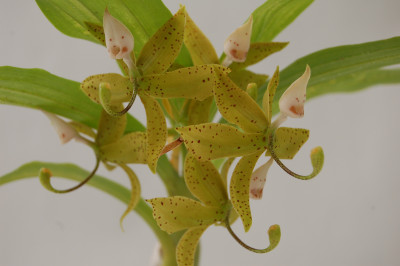 Cycnoches hagii x pentadactylon