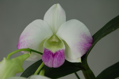 Dendrobium Jairak 'pinky'