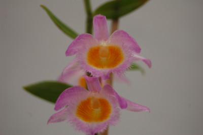 Dendrobium loddigesii (blühstark, nicht in Blüte)